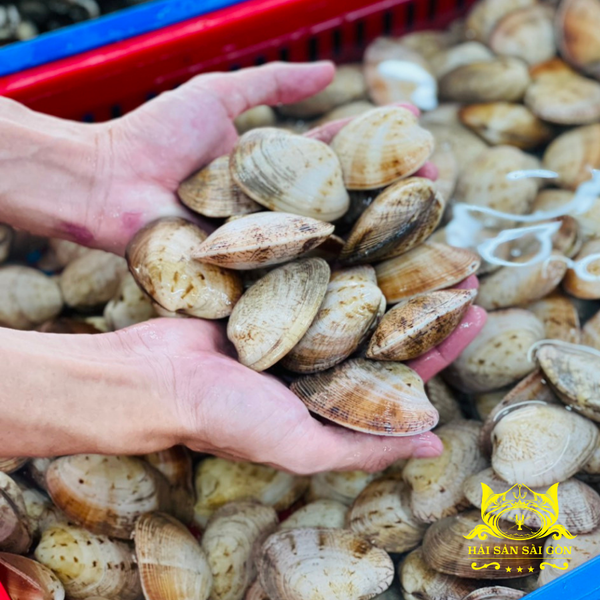 Ngao Hai Cồi 