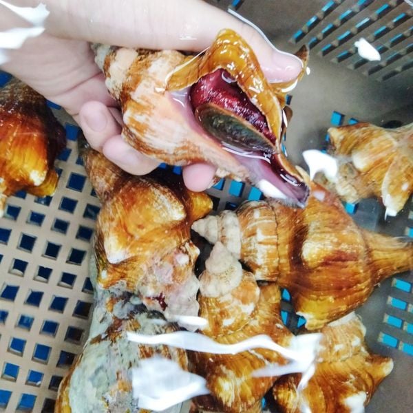  Ốc Đỏ 