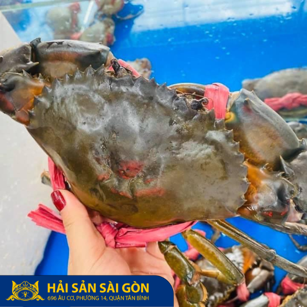  Cua Thịt Y3 