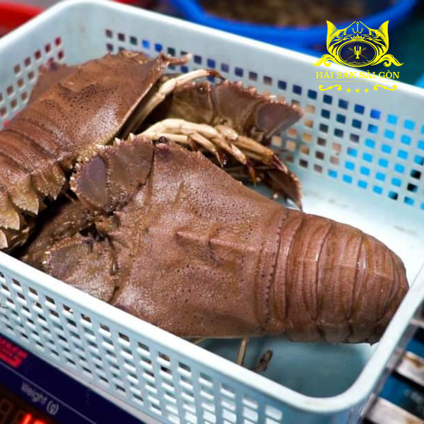  Tôm Mũ Ni Trắng 