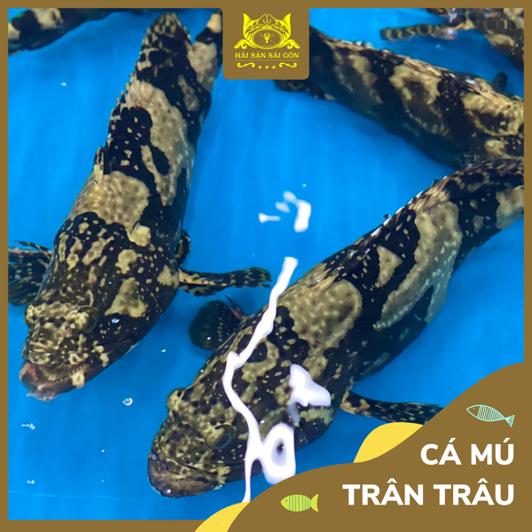  Cá Mú Trân Châu 
