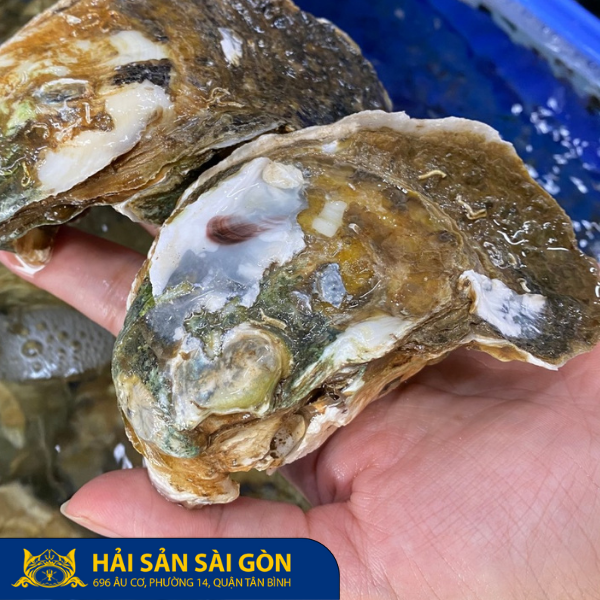 Hàu