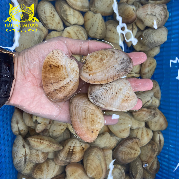 Ngao Hai Cồi 