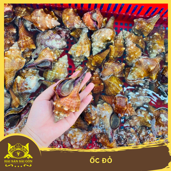  Ốc Đỏ 
