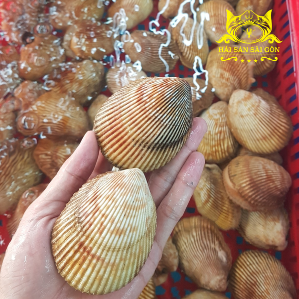  Sò Dương 
