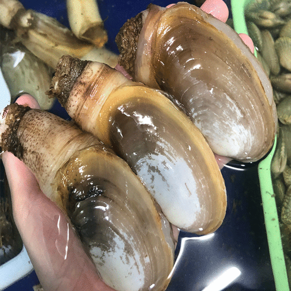  Tu Hài 