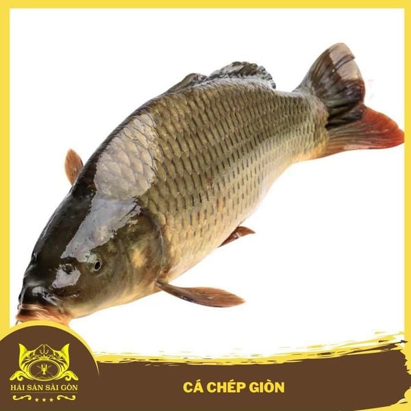  Cá chép giòn 