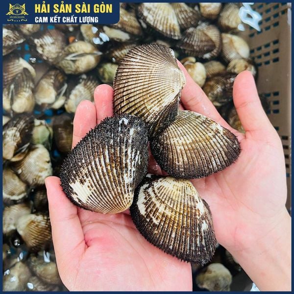  Sò Lông Cồ 