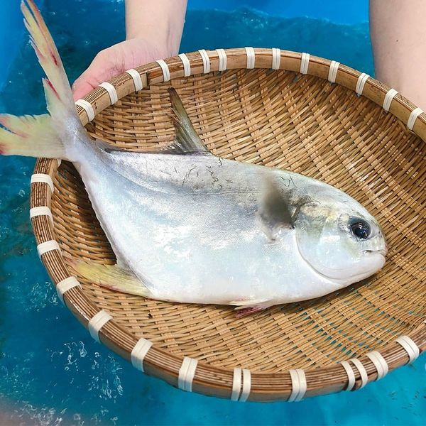  Cá Chim Trắng 