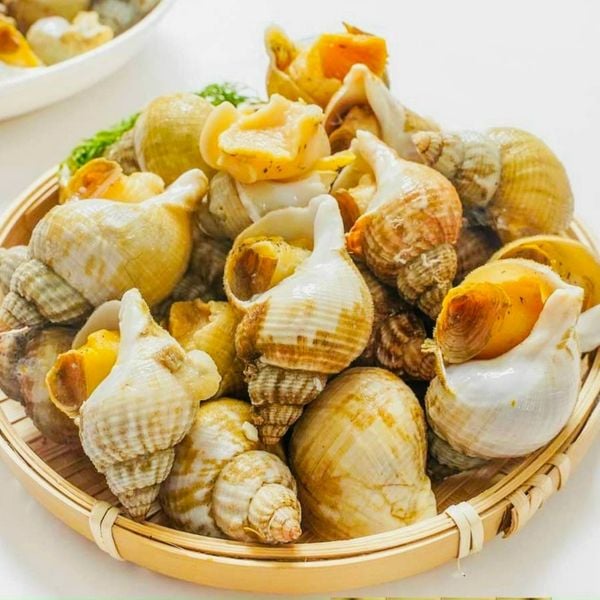  Ốc Bulot 