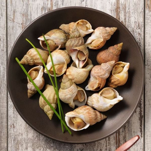 Ốc Bulot 