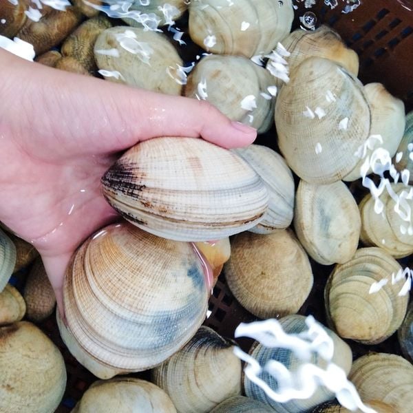  Sò Tộ 