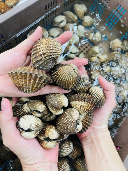  Sò Huyết Cồ 