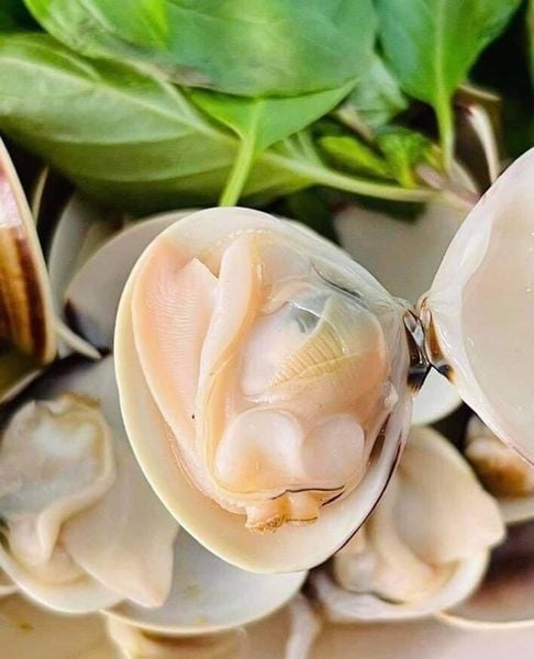  Ngao Biển Lớn 