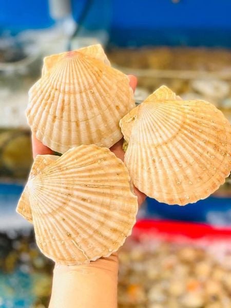  Sò Điệp Nhật Sống 