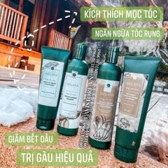 (11/2026) (TEM NÂU) Gội xả gừng WEILAIYA 400ML - HÀ THỦ Ô (tặng set mini)