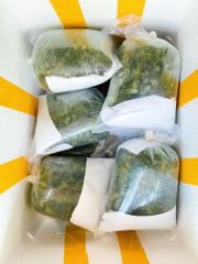 Rong Nho Tươi | 500G