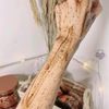 Tẩy da chết body quế hồi cafe của Nga