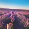 Túi thơm Lavender 2 túi nụ kèm 1 bánh xà phòng hữu cơ