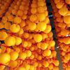 Hồng tuyết lạnh Hàn Quốc