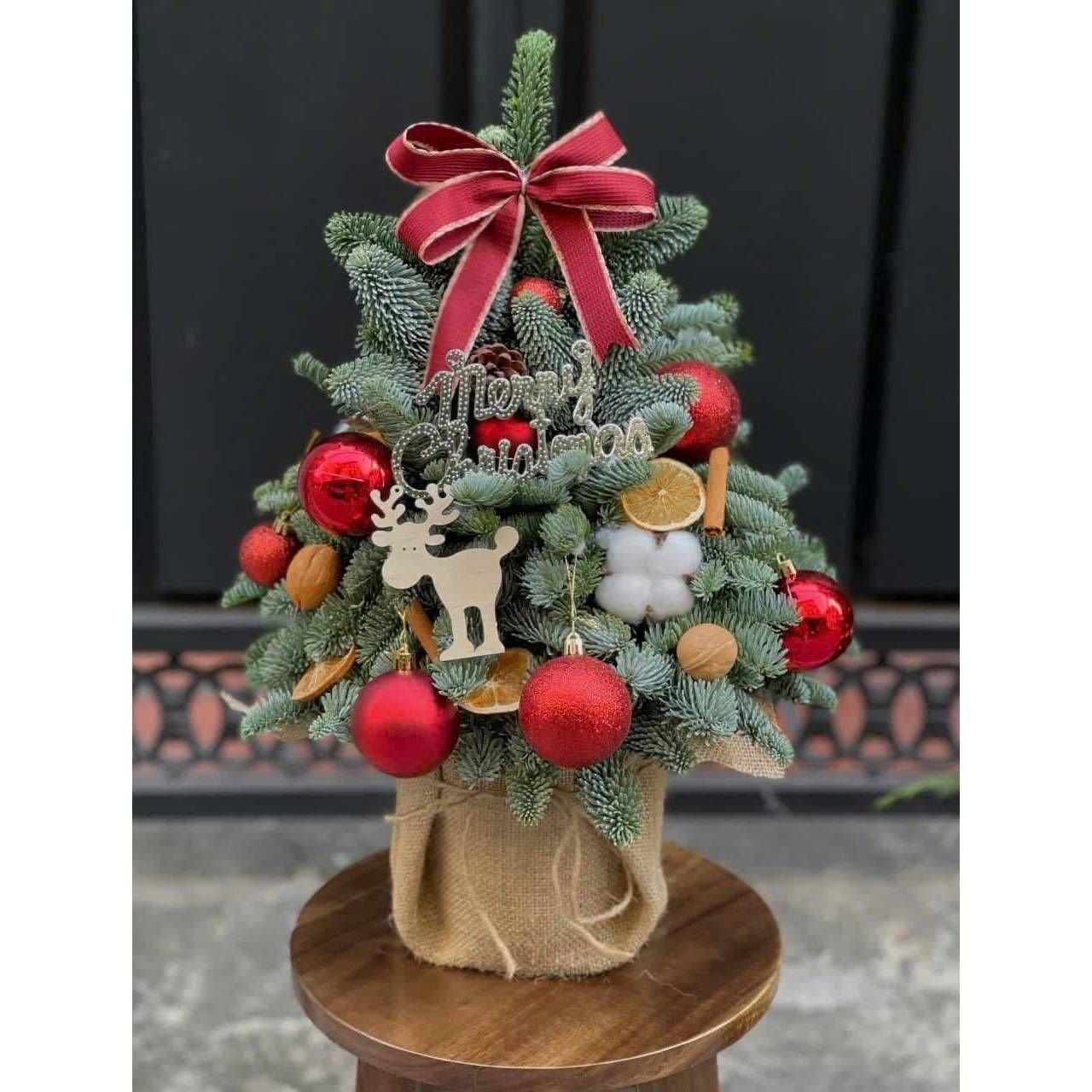 Cây thông Noel nhập khẩu Đan Mạch