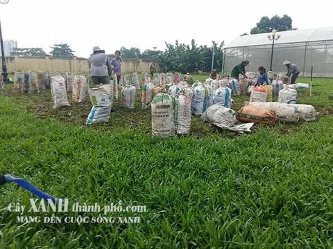 báo giá cỏ lá tre