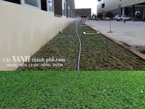 cách chăm sóc cỏ lá gừng thái