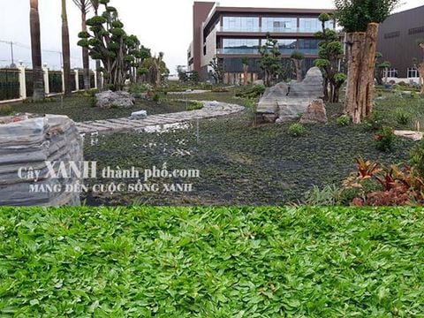 cách trồng cỏ lá gừng thái