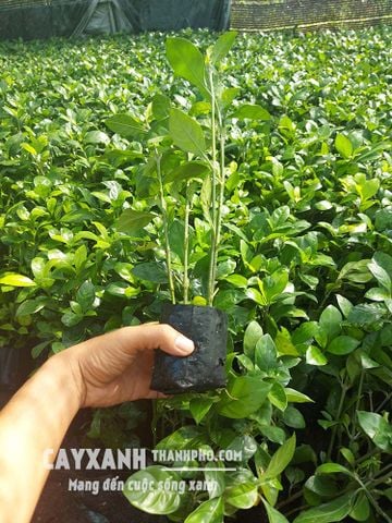 Cung Cấp Cây Ắc Ó | Trồng Cây Đường Viền, Trồng Cây Hàng Rào Giá Tận Gốc