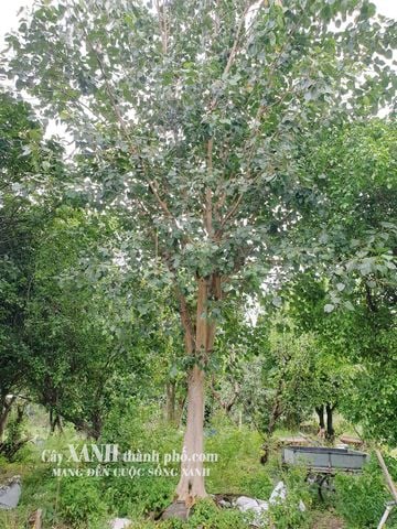 Cây Bồ Đề | Trồng Cây Bồ Đề Lớn Cho Bóng Mát Sân Vườn