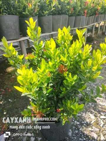 Hoa trang - Cây cảnh đẹp trang trí sân vườn, làm hàng rào, đường viền