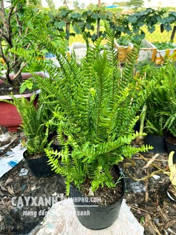 Cây Dương xỉ ưa bóng mát - Tác dụng, Giá và Cách trồng, chăm sóc