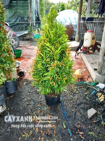 Cây Hồng Lộc – Cây Ngoại Thất, Loài Cây Cảnh Mang Tài Lộc Đến