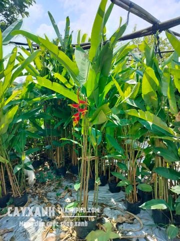 Cây chuối pháo – Lựa chọn hoàn hảo cho cây cảnh sân vườn biệt thự