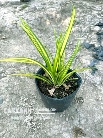 Cây chịu nắng  - Dứa sọc vàng (Dứa vạn phát) trồng sân vườn đẹp!