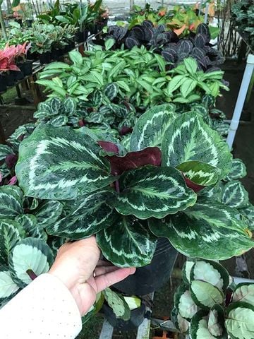 Cây để bàn làm việc │ Cây Đuôi Công Đẹp Ấn Tượng