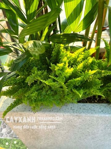 Cây dương xỉ đá – Dương xỉ lá nhuyễn đẹp sang trọng!