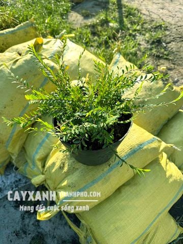 Cây sơn liễu - Cây hàng rào đường viền cực đẹp, đáng để trồng