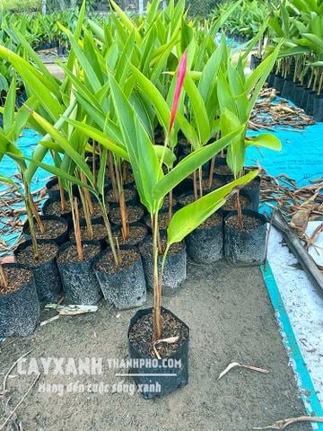 Chuối mỏ két – Điểm nhấn rực rỡ cho mọi công trình, sân vườn!