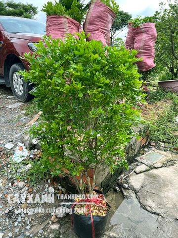Cây nguyệt quế - cây bụi trồng sân vườn đẹp cả sắc lẫn hương