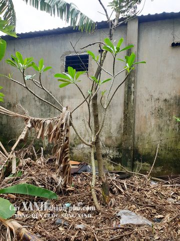 Trồng Cây Hoa Sứ Sân Vườn | Lựa Chọn Cây Trồng Cảnh Đẹp