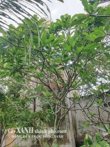 Cây Hoa Sứ Cảnh | Cách Trồng Cây Sứ Để Tạo Không Gian Xanh