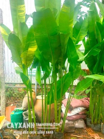 Chuối phượng hoàng - Cây hoa trồng sân vườn cực đẹp, cực bền