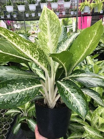 Cây trồng trong nhà │ Cây Huy Hoàng - Cây phong thủy hợp với tất cả các Mệnh