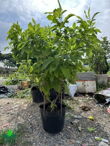 CÂY HUỲNH LIÊN – VẺ ĐẸP HOA VÀNG LUNG LINH CHO SÂN VƯỜN