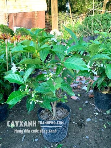 Cây lài tây – Hoa đẹp, dáng xinh, hương thơm hấp dẫn