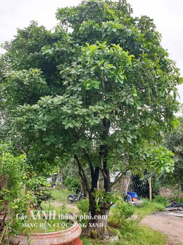 Lộc Vừng | Cây Xanh Quán Cafe | Sự Kết Nối Tự Nhiên Tại Không Gian Thư Giãn