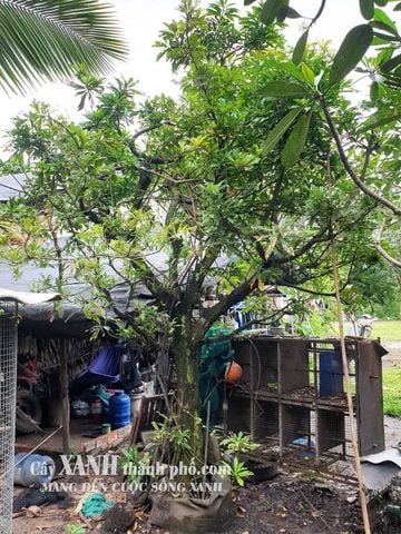 Cây Lộc Vừng Bóng Mát - Hòa Quyện Cây Xanh Vào Thiết Kế Sân Vườn