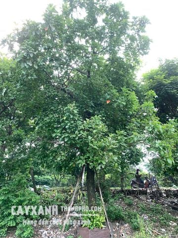 Cây Lộc Vừng Đẹp | Cây Xanh Cho Quán Cafe Phù Hợp