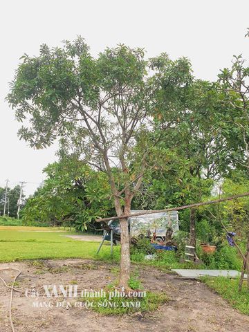 Lộc Vừng Trồng Cảnh Quan - Góc Thiên Nhiên Tươi Mới Trong Không Gian Sống